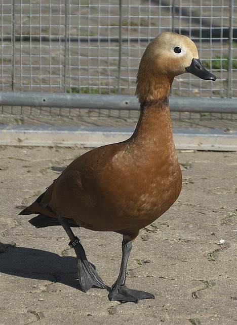场上屡获佳